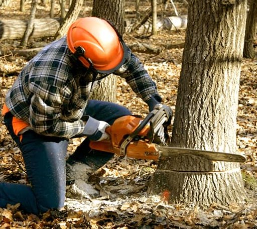 Tree Removal in Posen, MI